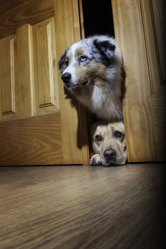 Dos perros curiosos espiando en la puerta el interior de una habitaci&oacute;n