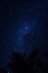 Fototapeta na wymiar palm trees under the stars