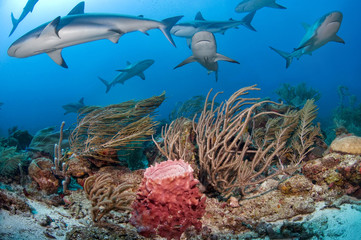 Diving with reef sharks (Carcharhinus perezi), Roatan,  Honduras, Center America