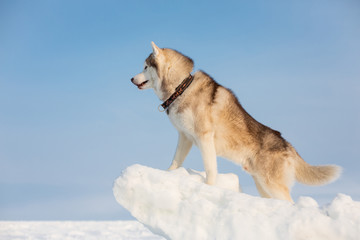 Profile Portrait of Siberian husky on ice on the frozen sea background. Gorgeous husky dog is standing and looking into the distance