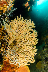 Coral reef scenics of the Sea of Cortez, Baja California Sur, Mexico. 