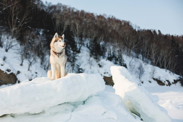 Free and prideful husky dog is sitting on the snow and looking afar. Profile Portrait of Attentive Siberian husky on ice floe on the frozen Okhotsk sea and forest background.