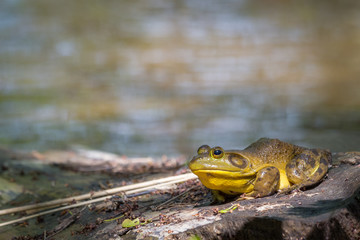 bullfrog in the wild