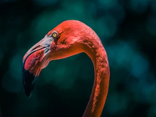 Fotobehang Grote flamingo © steven