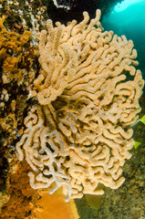 Coral reef scenics of the Sea of Cortez, Baja California Sur, Mexico.  © leonardogonzalez