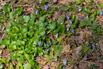Wild violets on a meadow at spring