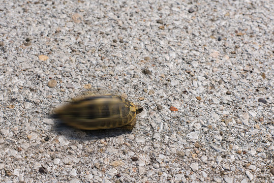 One of two bright land turtle running very fast on asphalt road.Concept