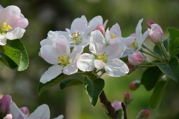 Fototapeta premium Apfelblüte in Südtirol