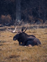 sitting moose 