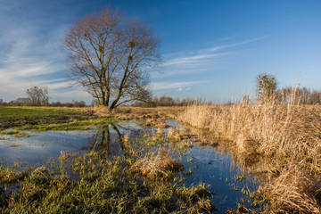 Large tree and a marshy meadow