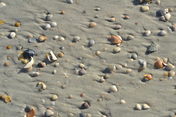 Seashells on the Sea Shore