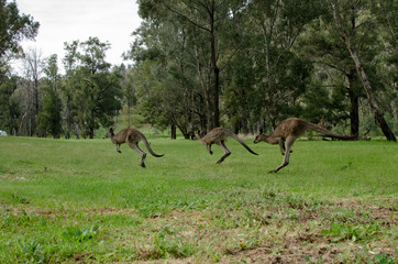 Naklejka na ściany i meble Kangaroos jumping together in the wild