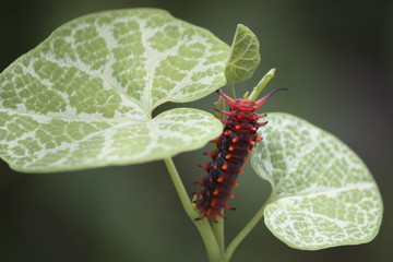 Pipevine Swallowtail Caterpillar