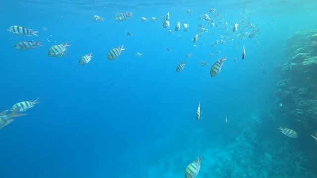 school of Indo-Pacific sergeant swims over coral reef, Red sea, Egypt