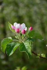 Fototapeta premium Apfelblüte, Blütezeit in Südtirol