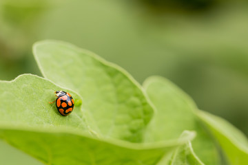 Orange Ladybug close up on a green leaf, Predator insect species for permaculture organic farming	