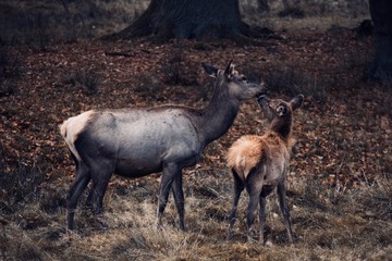 hind and fawn 