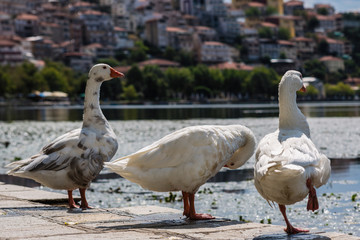White swans against the background of the city of Kastoria and Orestias lake. Greece