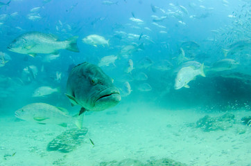 Obraz premium Big Gulf grouper (Mycteroperca jordani), resting in the reefs of the Sea of Cortez, Pacific ocean. Cabo Pulmo National Park, Baja California Sur, Mexico.