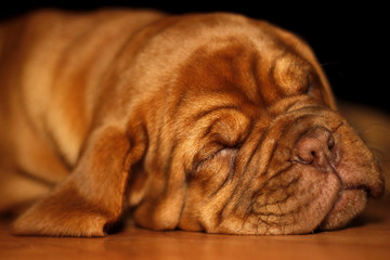 Bordeaux Dog Puppy - French Mastiff - Eight Weeks