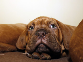 Bordeaux Dog Puppy - French Mastiff - Eight Weeks