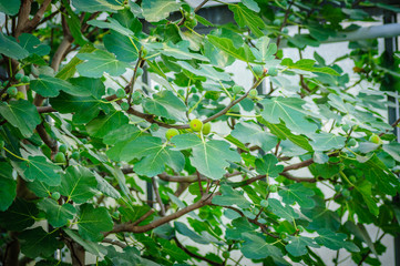 Green figs ripening on a fig tree.