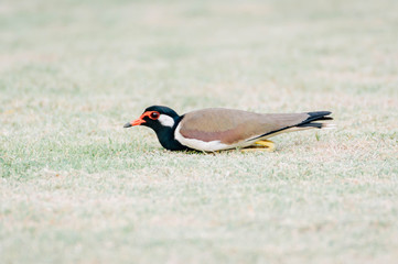 Red-wattle lapwing , bird 