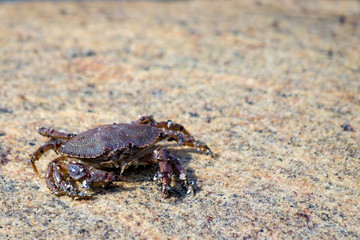 portrait of a common crab Cancer irroratus