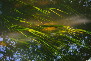 Green algae in the water surface with sunlight shining through the trees down on the water reflects.