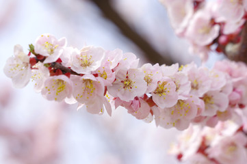 Naklejka premium あんずの花