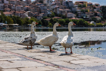 White swans in the Orestias lake of the Kastoria city. Greece