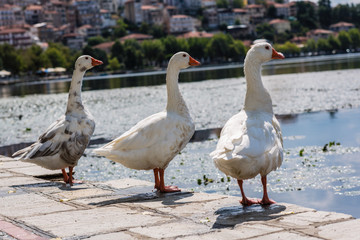 White swans in the Orestias lake of the Kastoria city. Greece