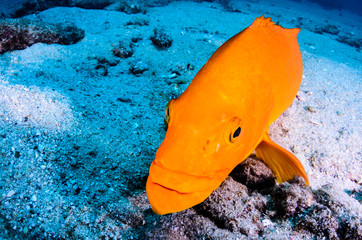 Obraz premium Yellow Leopard grouper (Mycteroperca rosacea), in a school, reefs of the Sea of Cortez, Pacific ocean. Cabo Pulmo National Park, Baja California Sur, Mexico. The world's aquarium.