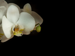 White Orchid flowers on a dark background copy space