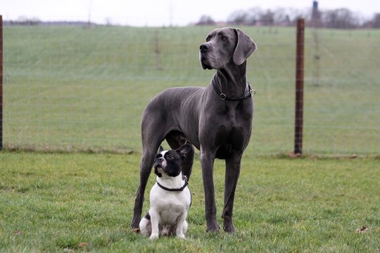 portrait from a french bulldog and a great dane in the garden