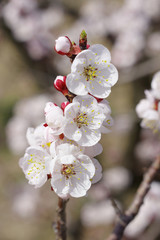 あんずの花