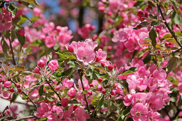 Fototapeta na wymiar Pink Apple blossoms in spring