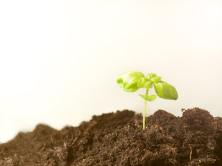 Green Basil in the ground on white background