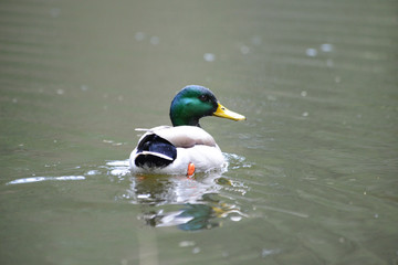 mallard 0002