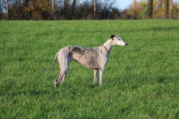 brindle galgo is standing in the garden