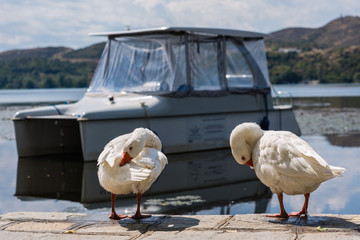 Fototapeta premium White swans in the Orestias lake of the Kastoria city. Greece