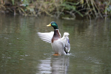 mallard 0009