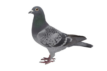 close up of speed racing pigeon bird isolate white background
