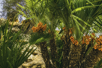 Palm fruits grow on a arid landscape