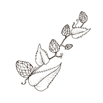 Hand drawn beer hop branch isolated on white background. Hop cone sketch vector illustration.