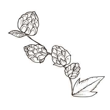 Hand drawn beer hop branch isolated on white background. Hop cone sketch vector illustration.