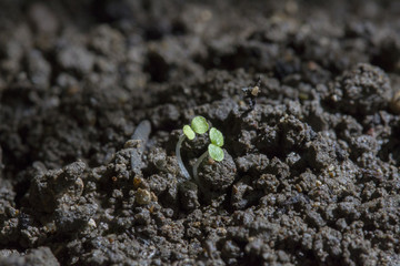 Rising seed with cotyledons grows from crumbly soil