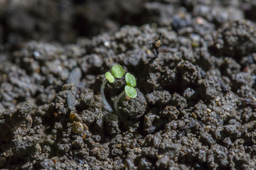 Rising seed with cotyledons grows from crumbly soil