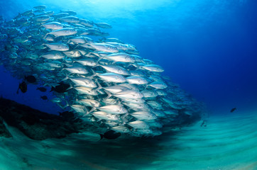 Big eye Trevally Jack, (Caranx sexfasciatus) in polarized school, bait ball or tornado with a diver...