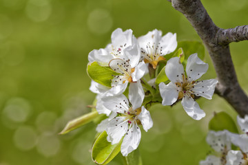 A pear tree blossomed in spring